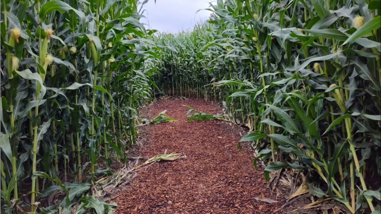 We Got Lost at Carpinto Bros  Farms Corn Maze 2025! Virtual Corn Maze Walk Through! 
