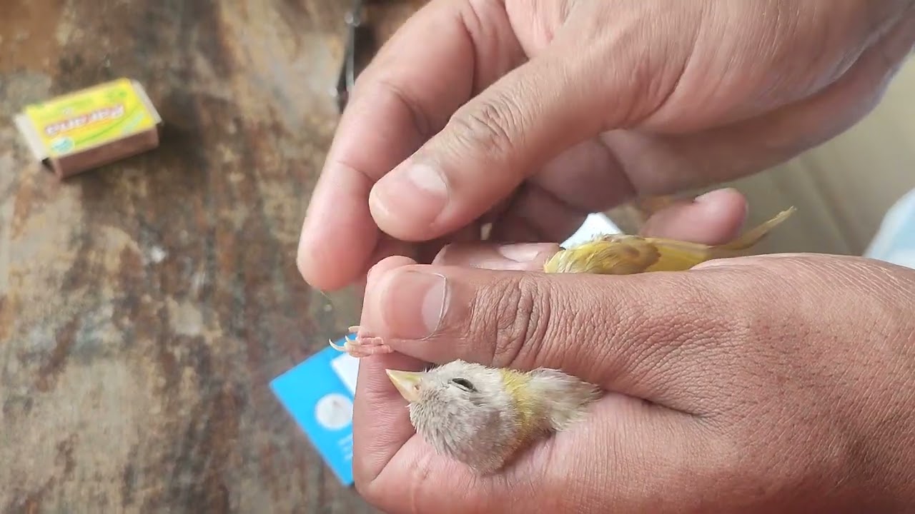 Separando Filhotes de Canário da Terra - aprontando fêmea para nova postura.