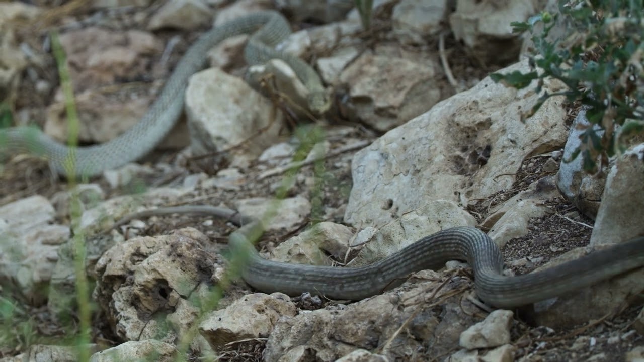 Snakes and Hawks hunt bats at Bracken Cave  |  Deep in the Heart  |  Narrated by Matthew McConaughey