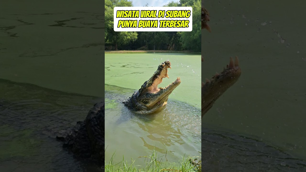 Buaya Terbesar di Jawa Barat Ternyata ada di Subang