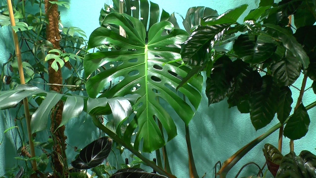 Zimmerpflanzen SPEZIAL Monstera Bewurzelung Vermehrung mit Variegata und Thai Constellation
