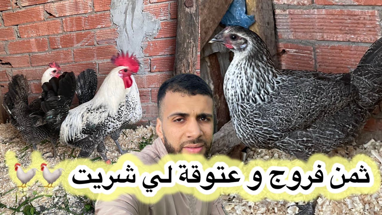ثمن فروج و عتوقة لي شريت اذا عجبك الفيديو خلي ابوني❤️🇲🇦