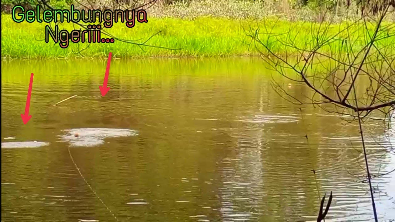 Mancing Ikan Toman,,Umpan Lele Hidup,,4 kali Di Hajar Toman monster