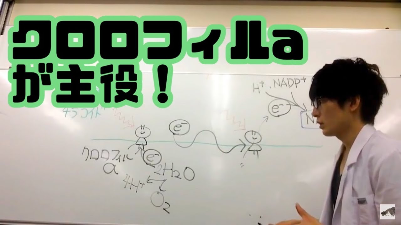 光化学系・電子伝達系について【光合成②】　高校生物