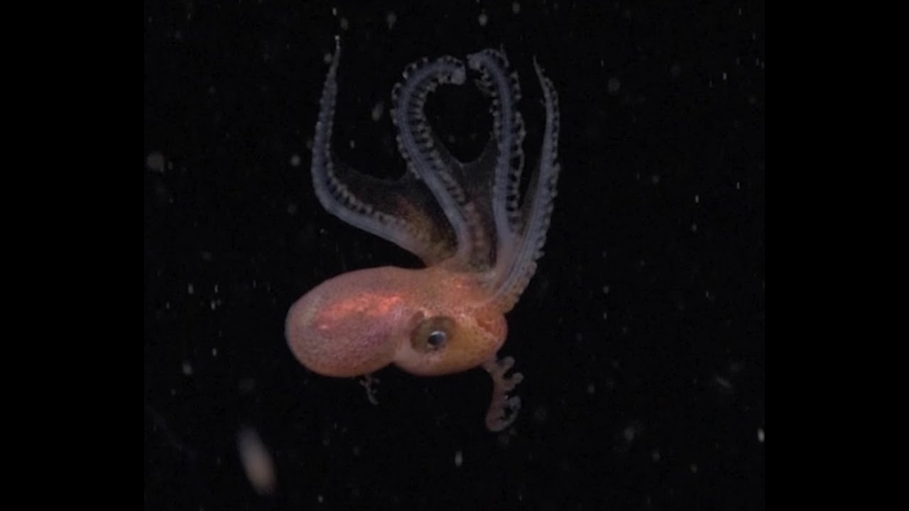 Plankton World - The Tremoctopus (aka Blanket Octo)