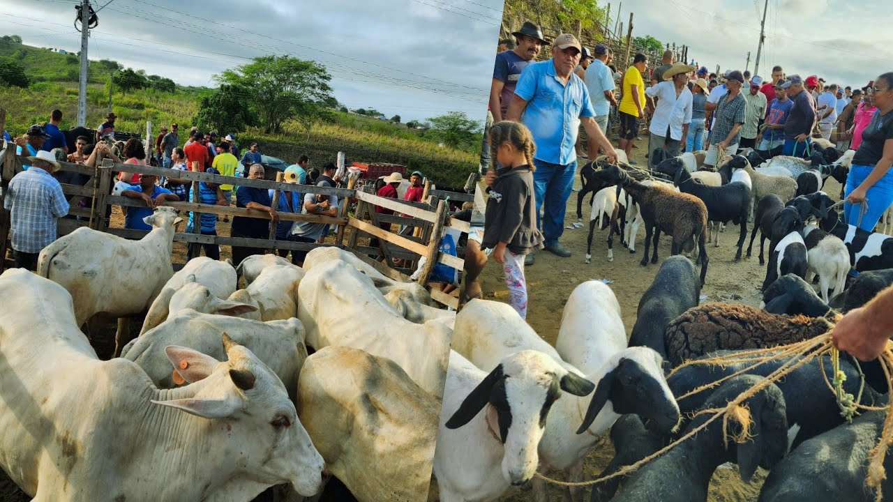 FEIRA DO BODE DE CAMARADA CUMARU PERNAMBUCO 18 de Fevereiro de 2024