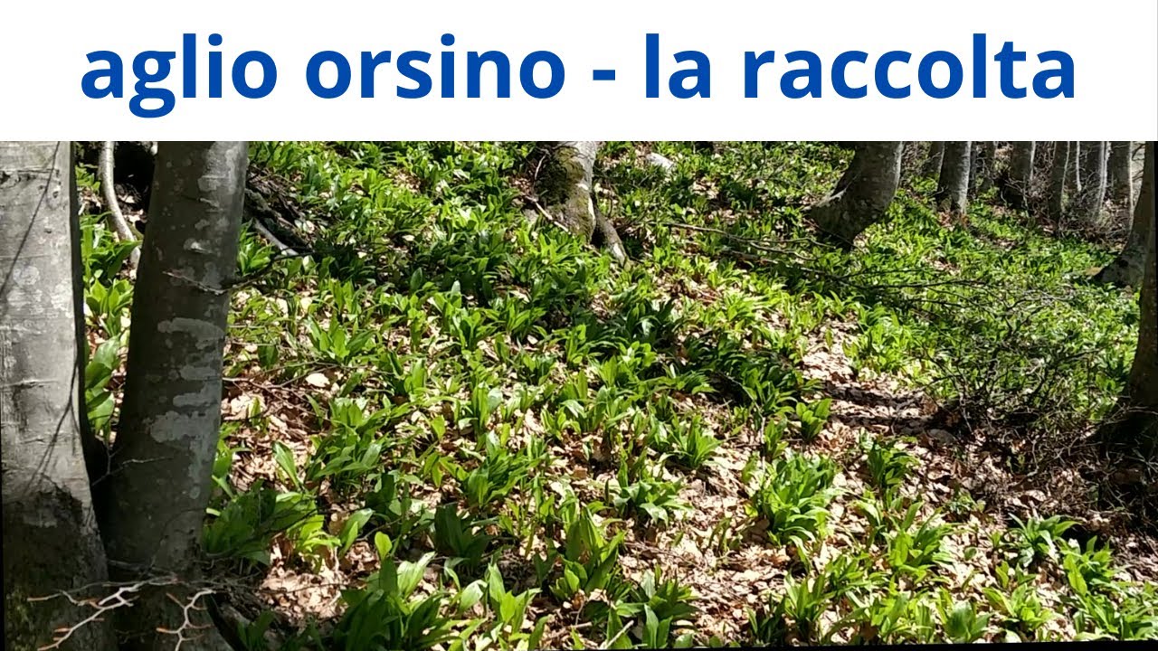 aglio orsino - la raccolta