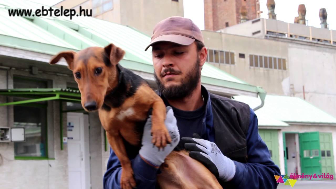 Elhagyva: teltház az Illatos úti ebtelepen
