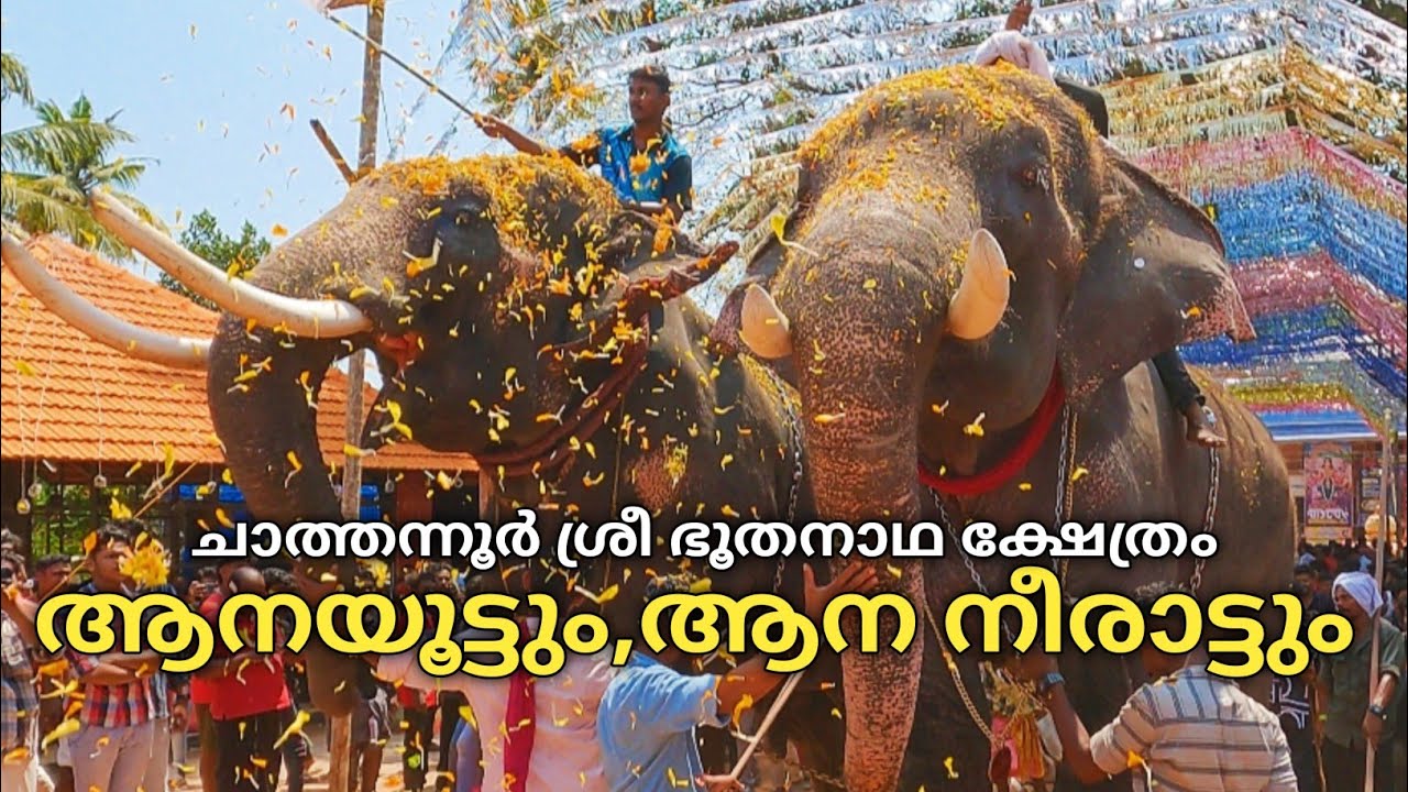 ആനയൂട്ടും ആന നീരാട്ടും |Aanayoottu Sreebhuthanatha Temple Chathannur 6/4/2023|