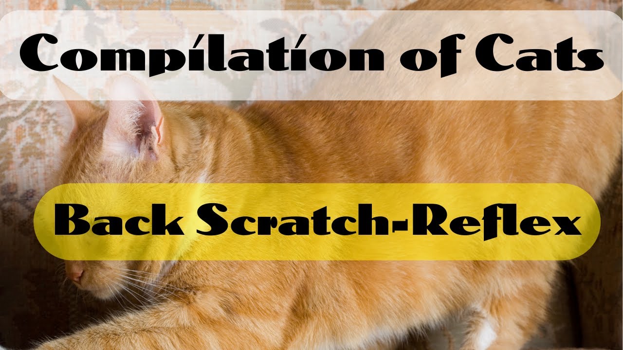 Fanaticats - Compilation of Funny Cats' Reaction to Back Scratch-Reflex
