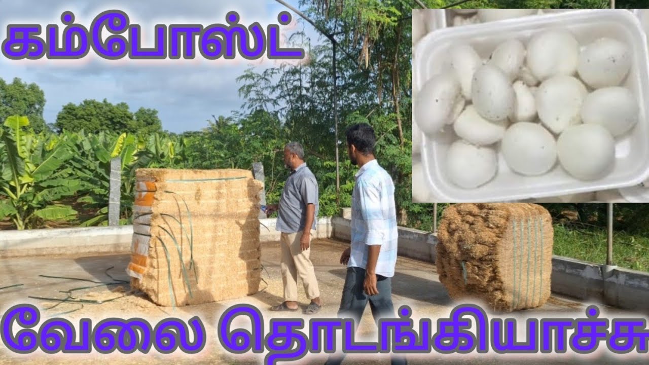 பட்டன் காளான் தயாரிக்க கம்போஸ்ட் செயல்முறை விளக்கம்