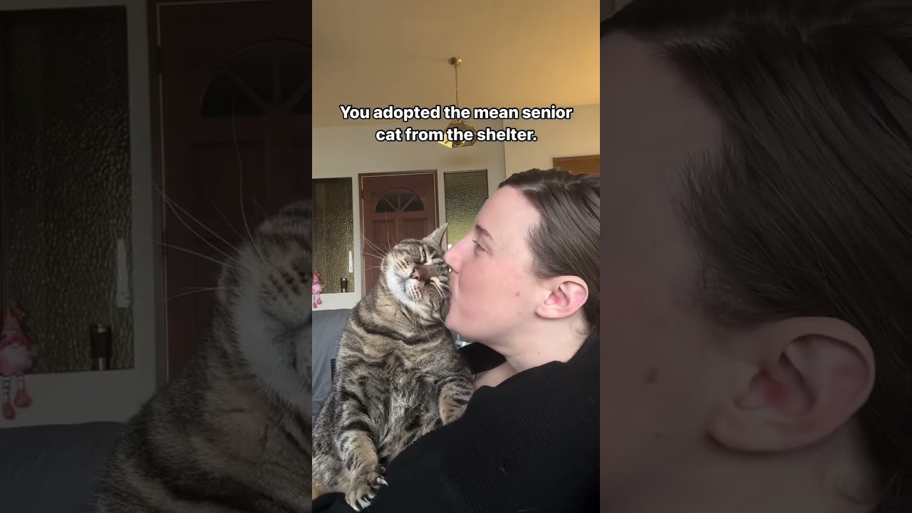 From Feisty to Fabulous | How Adopting a Senior Cat Changed My Life ❤️🐾