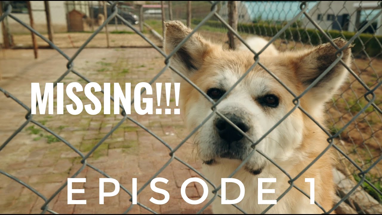 After Adoption, the Akita Suddenly Vanished — Something Felt Wrong ｜ 消失的 TA