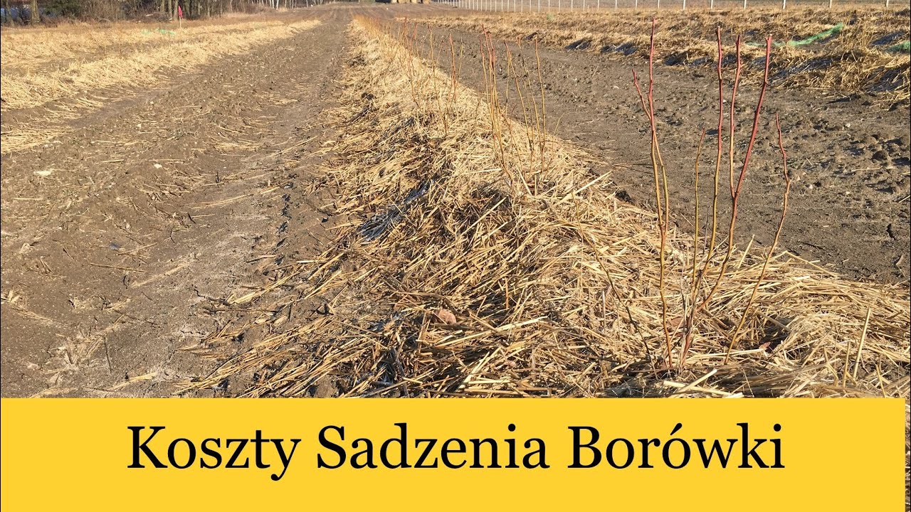 Sadzenie Borówki, Jak Sadzić Borówkę, Koszt Posadzenia 1ha, Ściółkowanie Słomom #BorówkaPolska