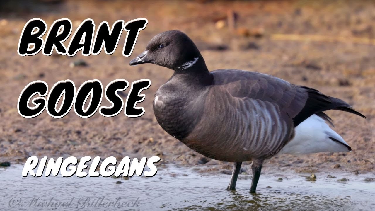 Brant or Brent Goose (Branta bernicla) #birds #goose