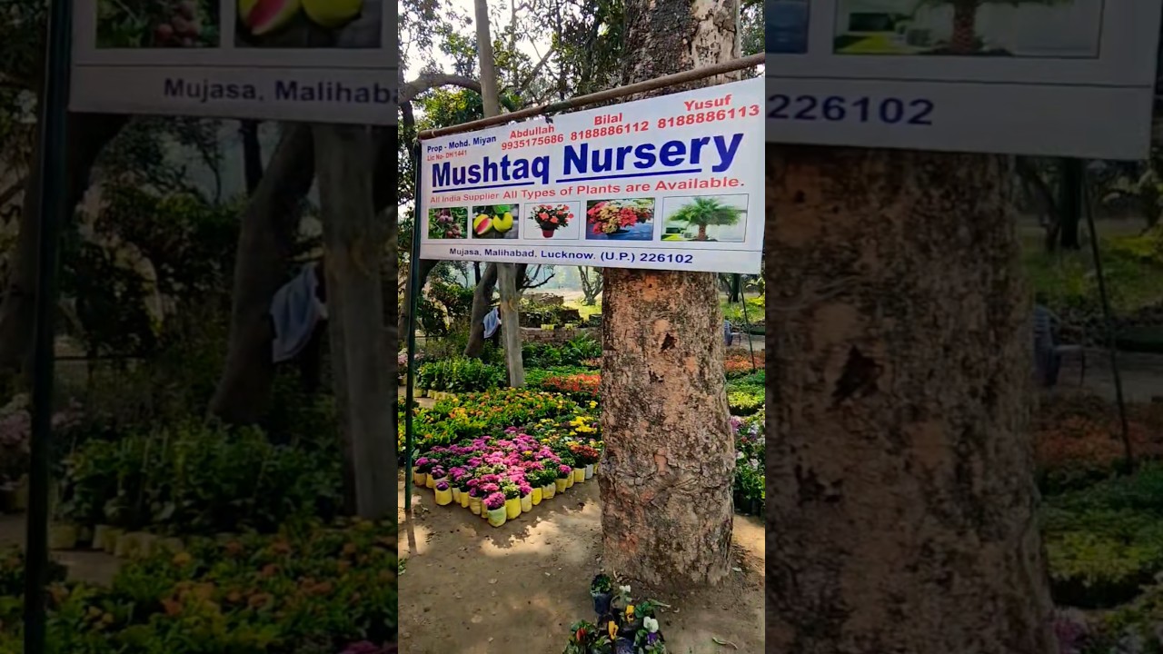 all plants 🪴 Avilable Mushtaq nursery malihabad Lucknow  #shortvideo #nursery #original #plants