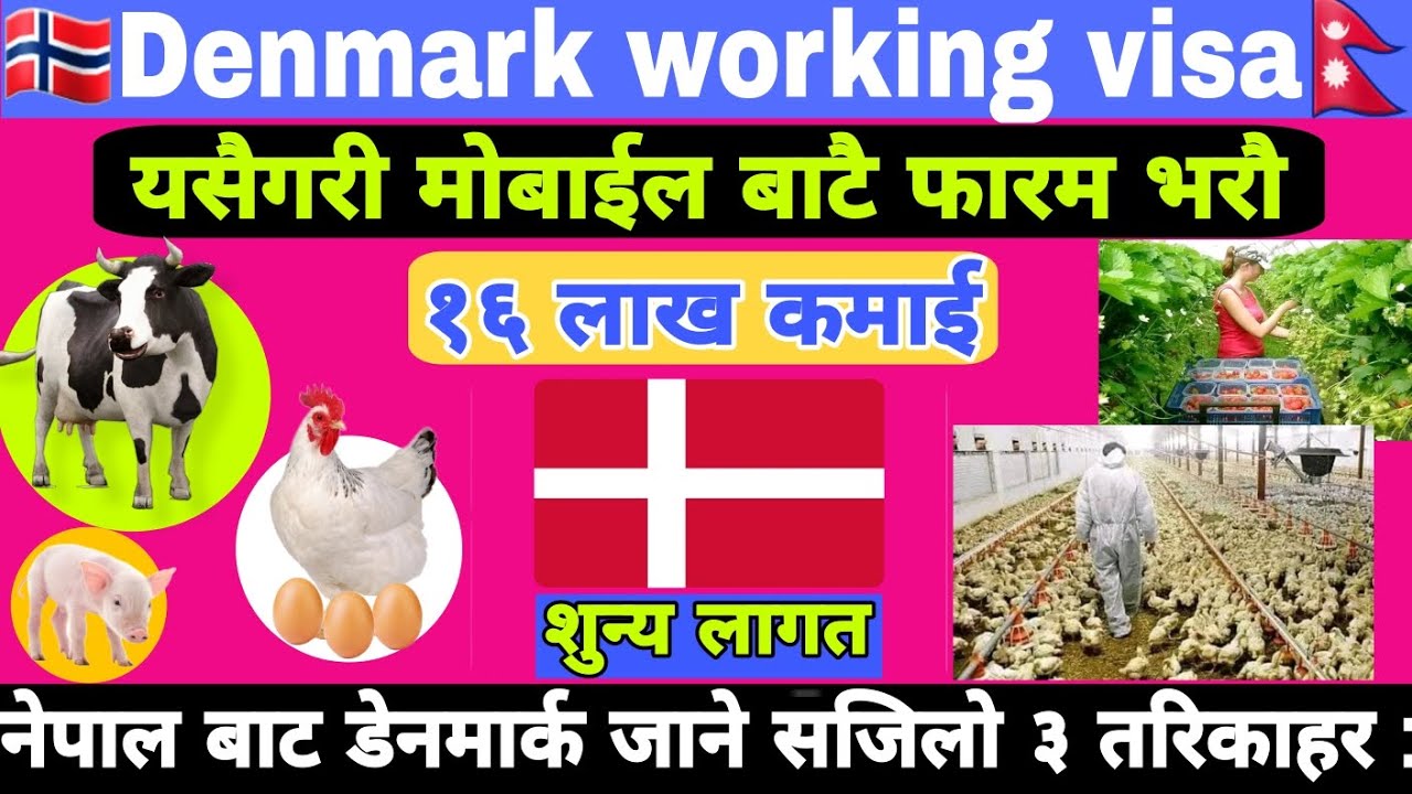 Denmark Working Visa from Nepal || Denmark Seasonal Work Visa 2024 || Denmark working visa 2024