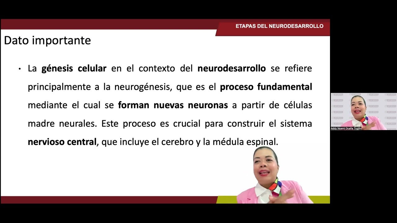 Etapas del Neurodesarrollo 1.1