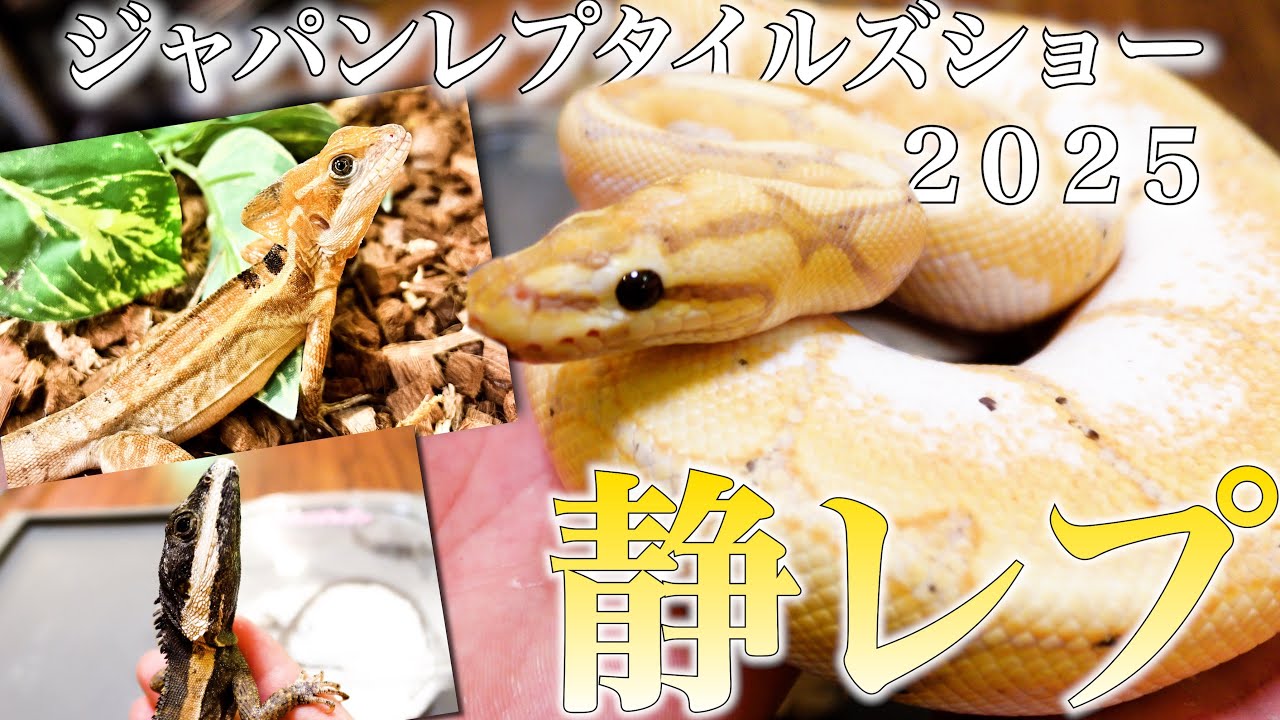 【JRS 静レプ】日本最大級の爬虫類イベントに行ったら我慢できませんでした。