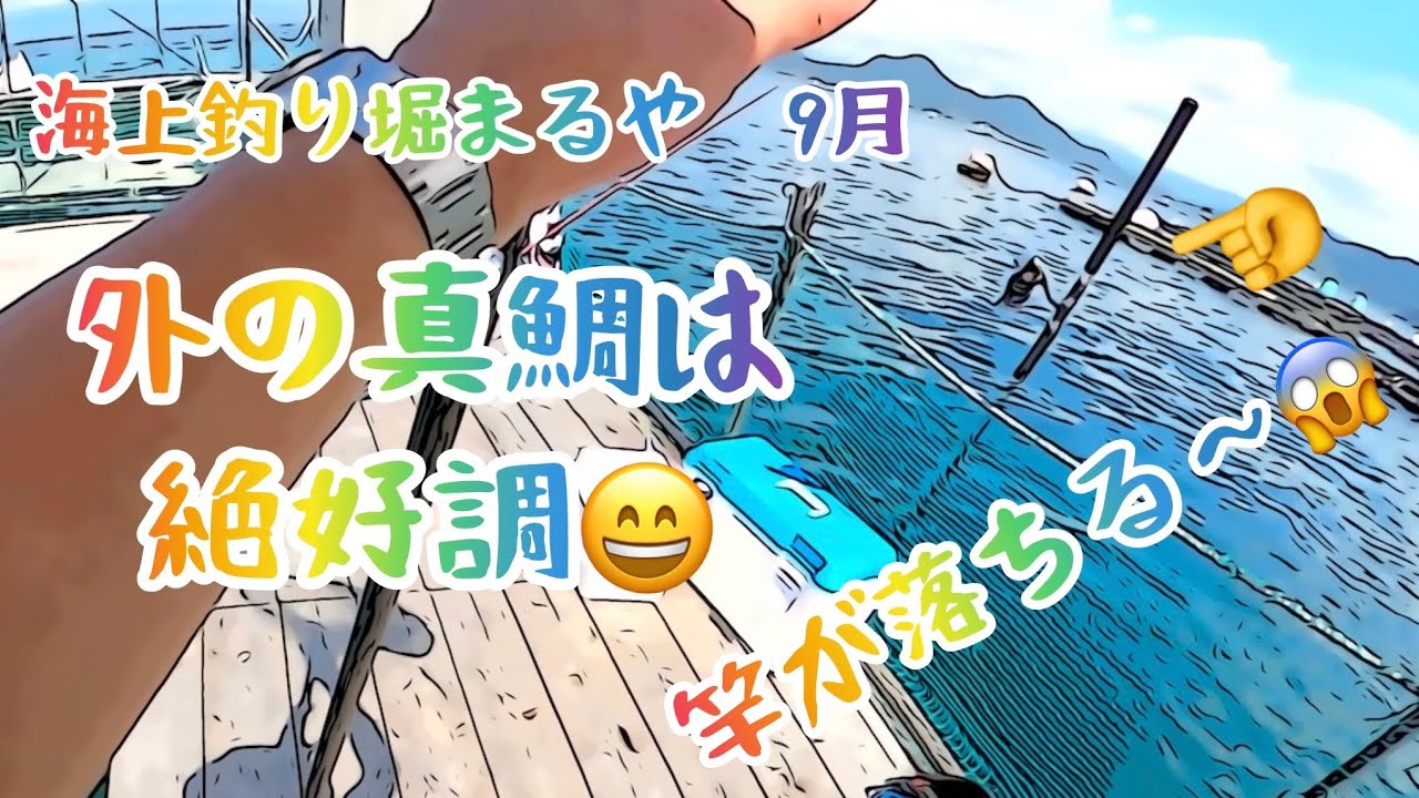 海上釣り堀まるや　９月　外の真鯛は絶好調😀　竿が〜落ちる〜😱