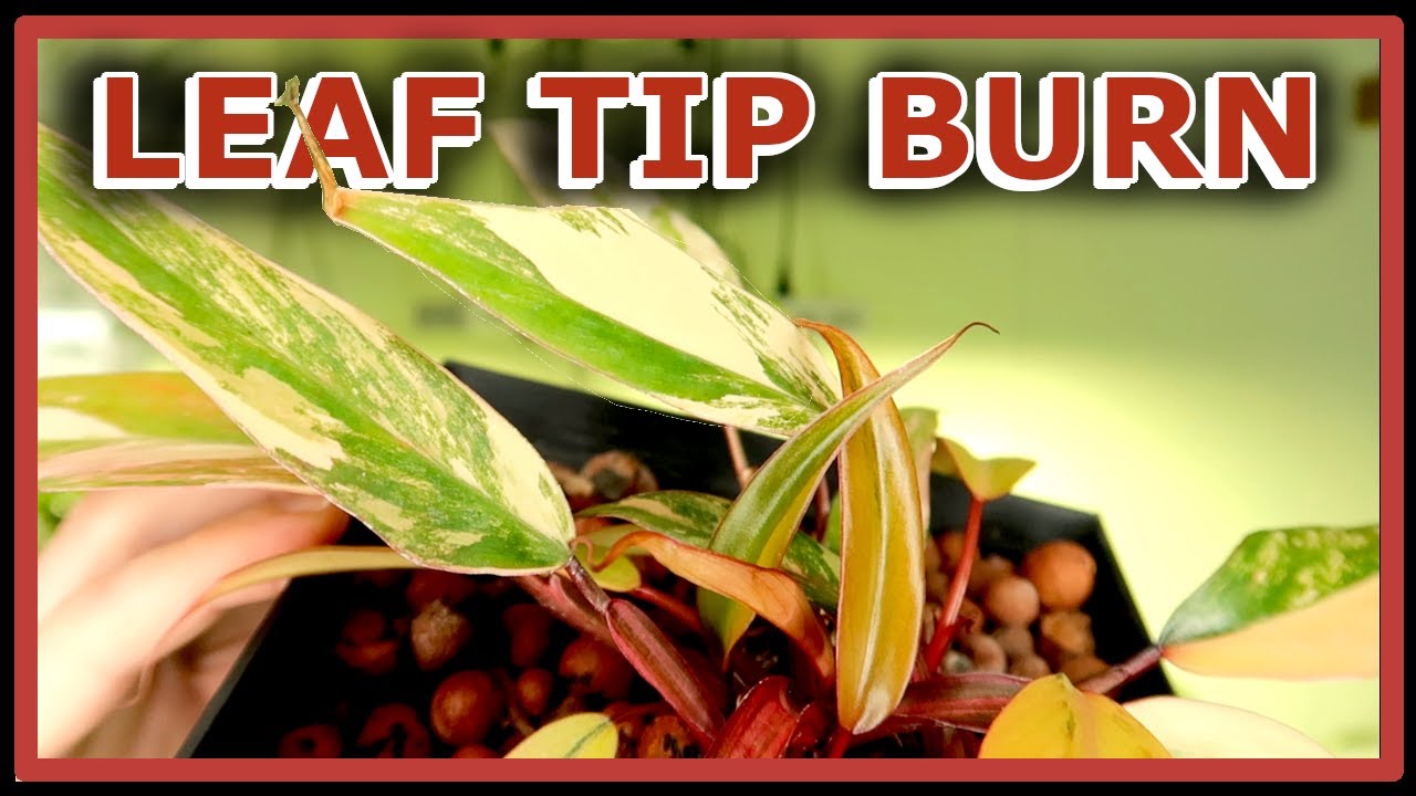Leaf Tip Burn - LECA Basics 101  // Nutrient Burn