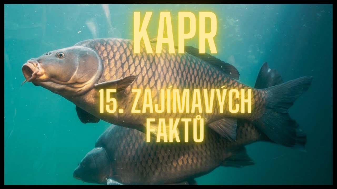 Kapr 15.  Zajímavých faktů / a Carp 15. Interesting facts