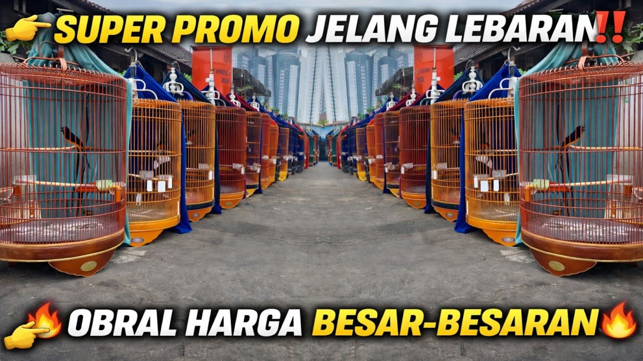 SUPER BIG PROMO JELANG LEBARAN‼️ HAMPIR RATUSAN EKOR MURAI BATU DI OBRAL MURAH BESAR-BESARAN !