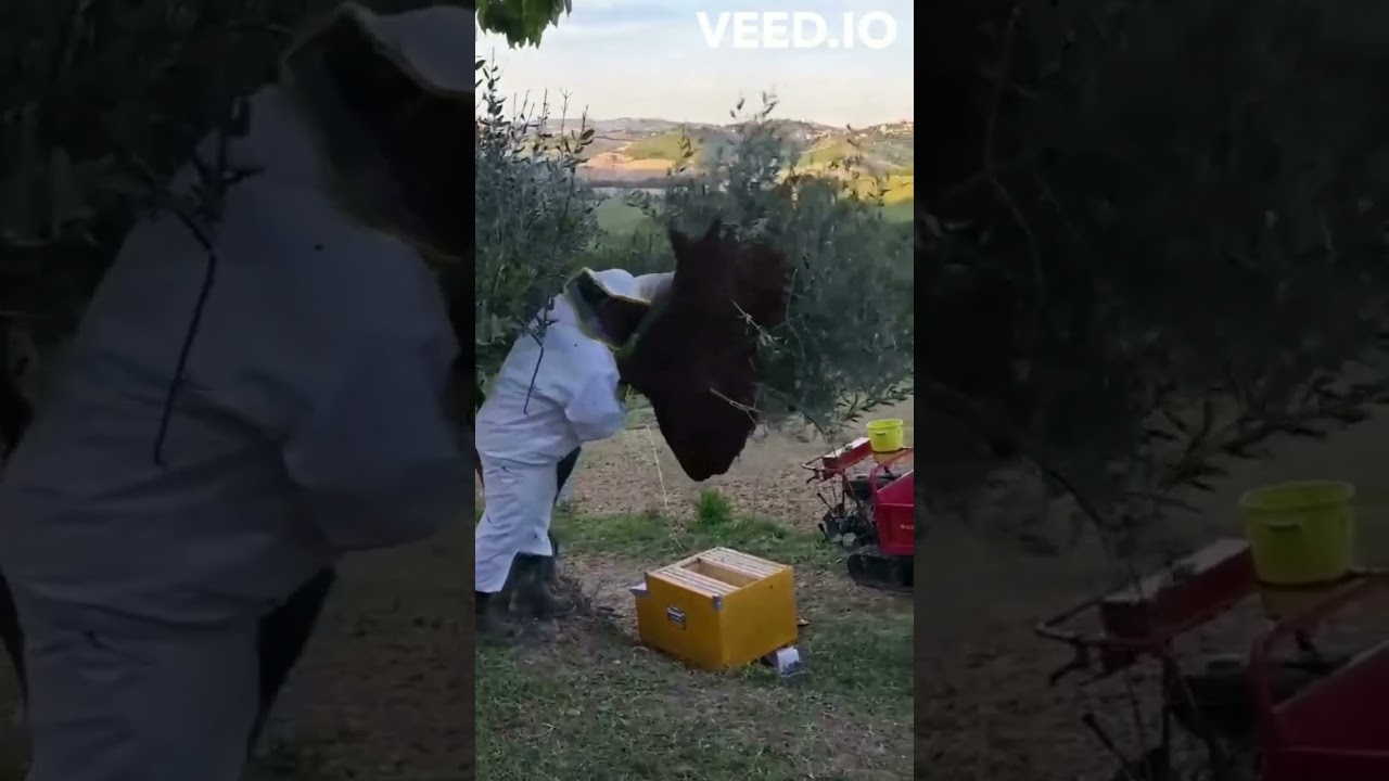 catching the colony 2 beeproducts 