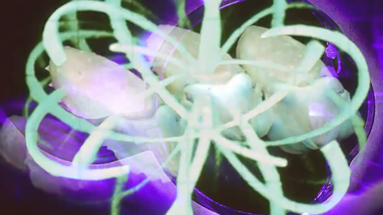THE COSMIC DEAD - Stronger (official video) // HEAVY PSYCH SOUNDS Records