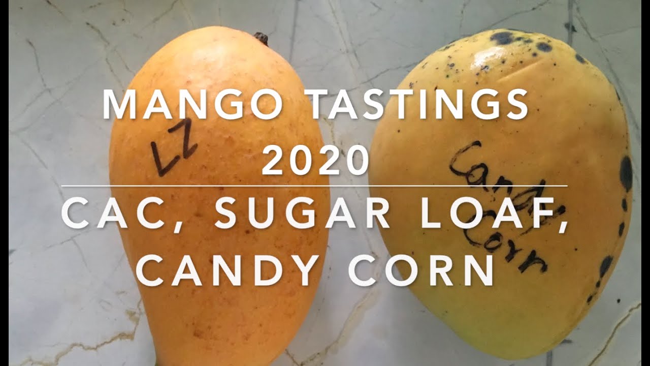 Mango Tastings 2020 - CAC, SUGAR LOAF, CANDY CORN mango varieties.