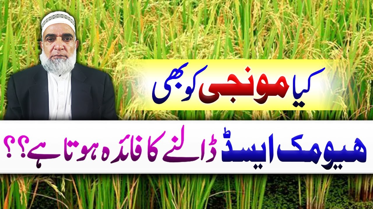 Should we use Humic Acid in Rice crop || Crop Reformer