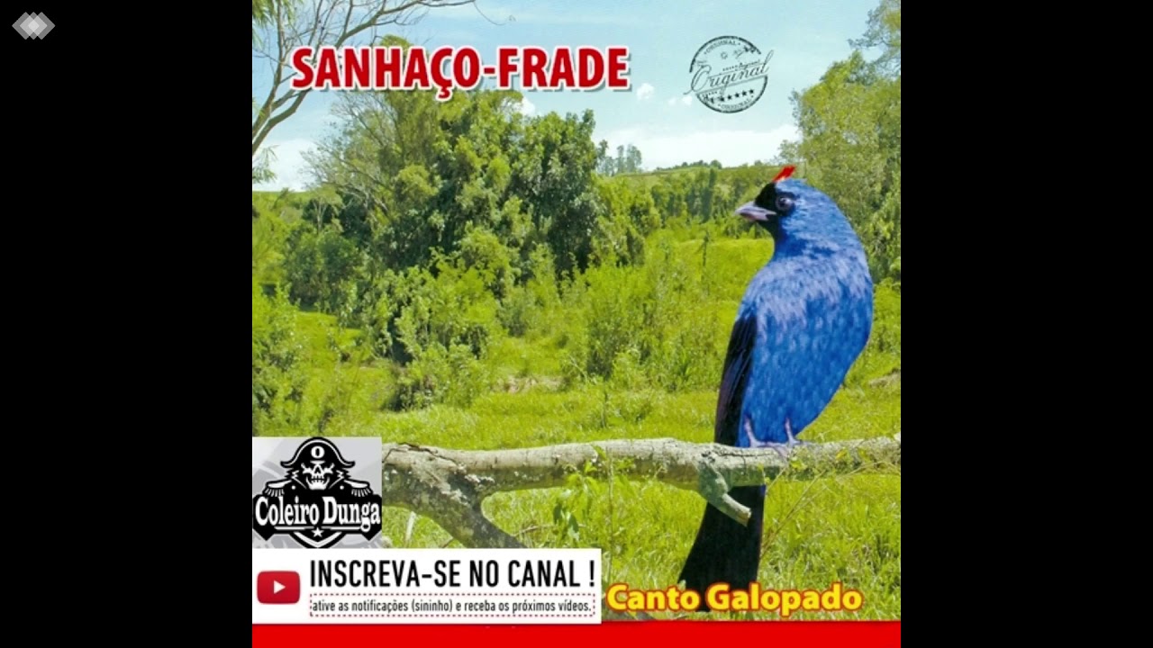Sanhaço Frade - Canto Galopado