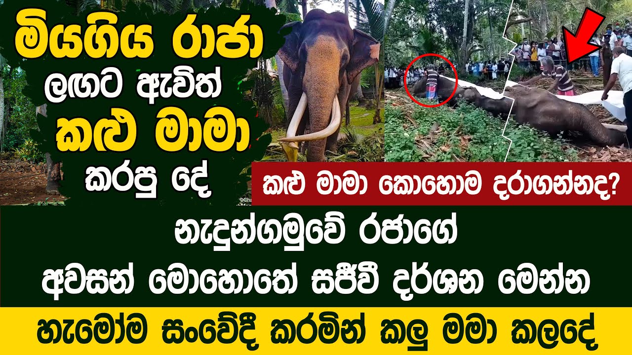 අවසන් වරට නැදුන්ගමුවේ රාජා ලඟට ඇවිත් කළු මාමා කරපු දේ | Nadungamuwe Raja Tribute