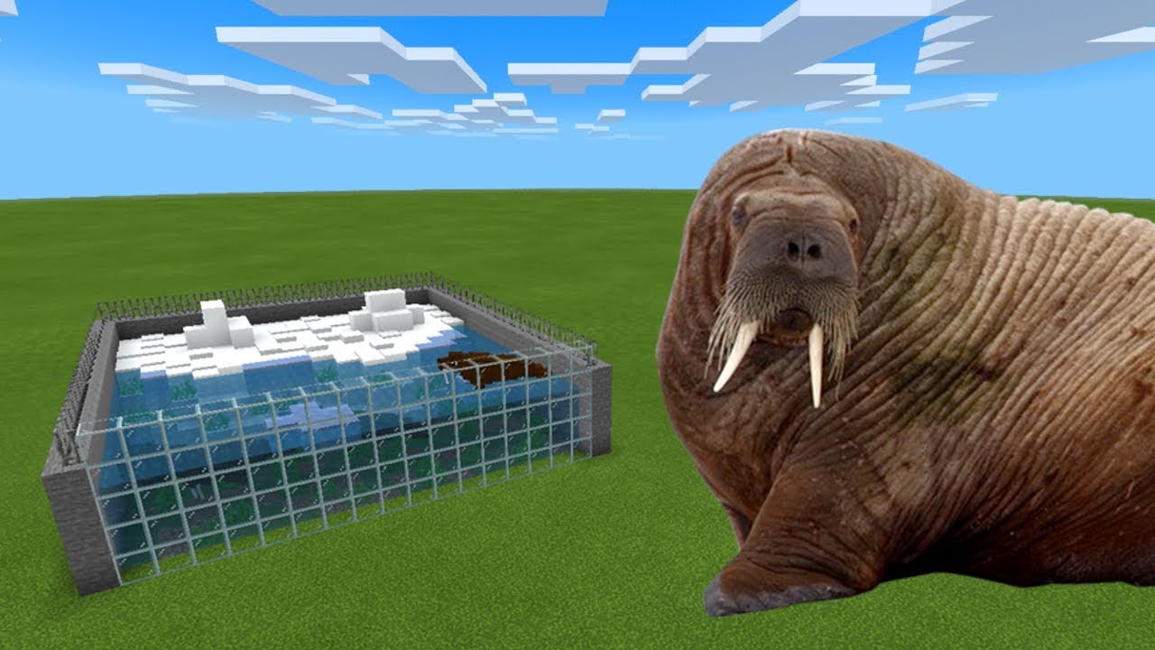 How To Make a WALRUS FARM in Minecraft PE