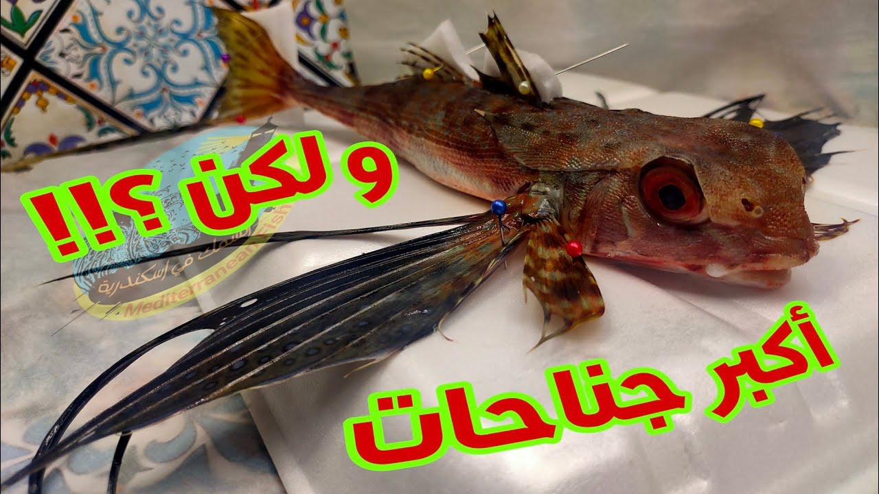 نوع من أنواع سمكة الفراخ اسمها سمكة اليمامة 🐦🐦‍⬛