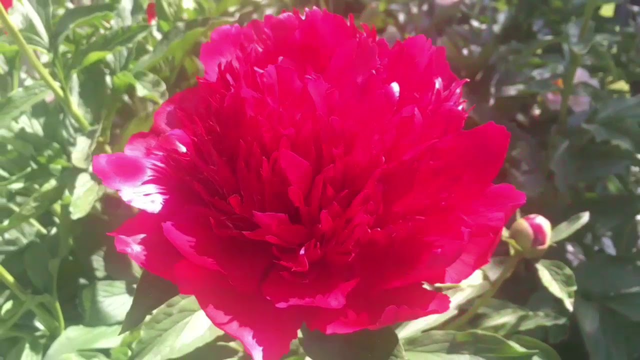 Plantentuin Meise part 1/2 | Botanic Garden&lrm; Meise