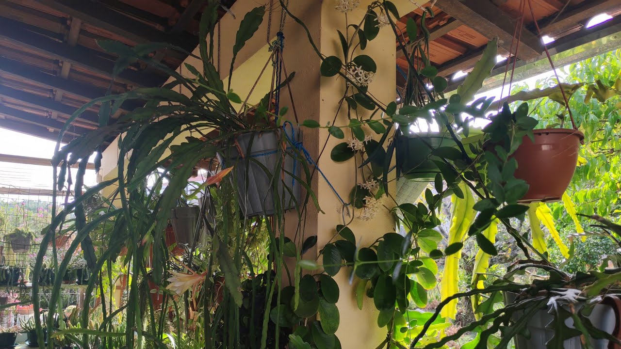 #HOYA AUSTRALIS FLORAÇÃO ENCANTADORA🥰. MUITAS MAIS BELEZAS POR AQUI. 😅🥰🥰