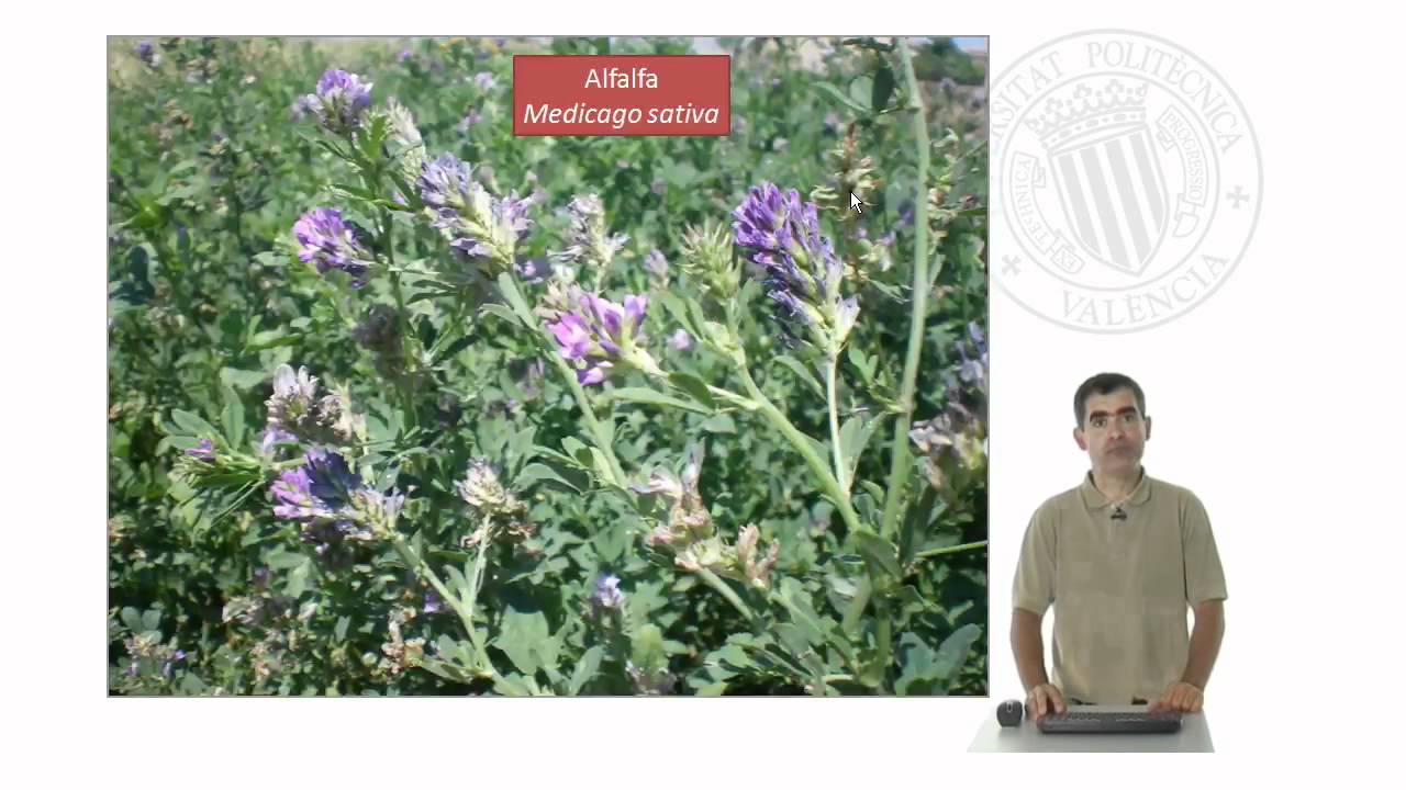 Especies pratenses y cultivos forrajeros perennes de la familia de las leguminosas en Españ |  | UPV