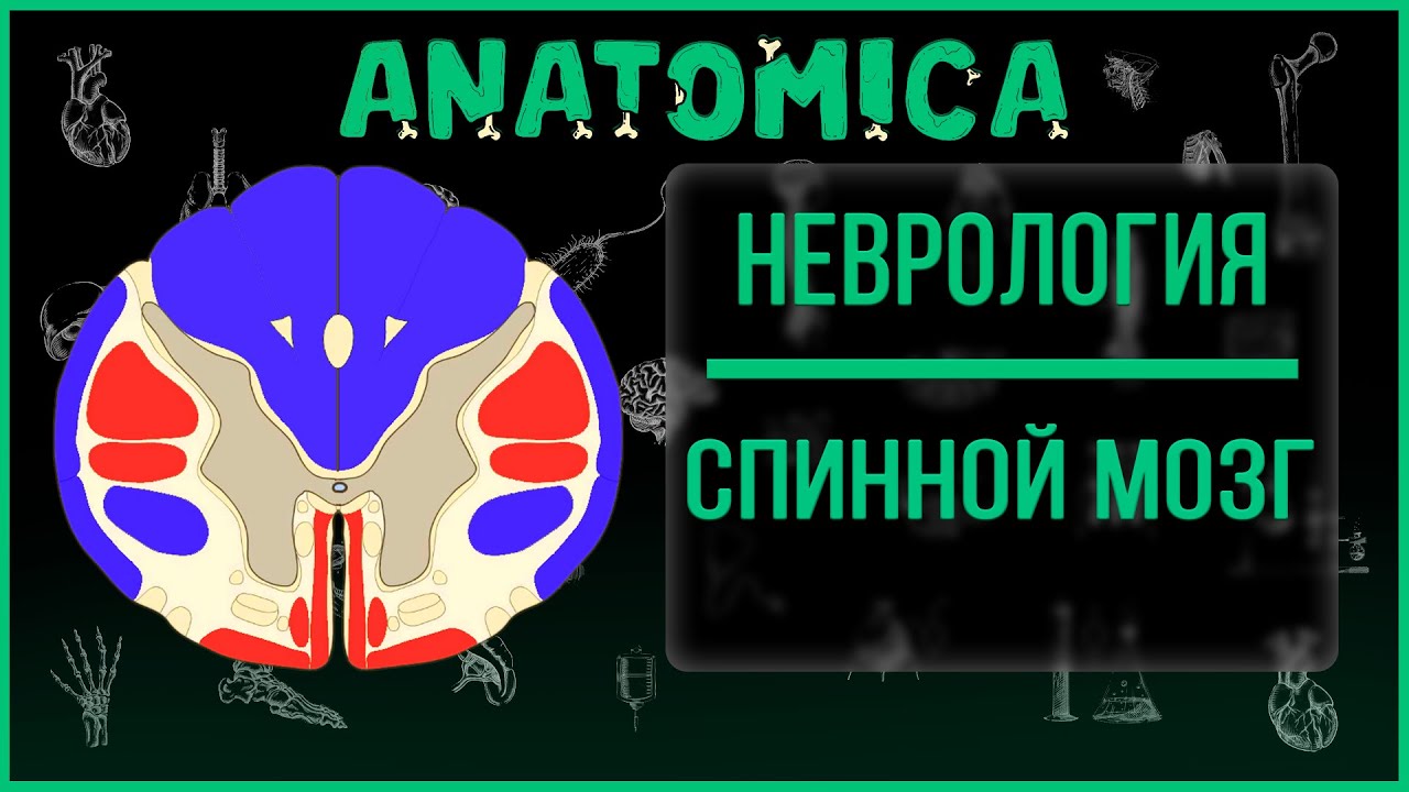 Спинной мозг: полное строение, функции, топография / Неврология