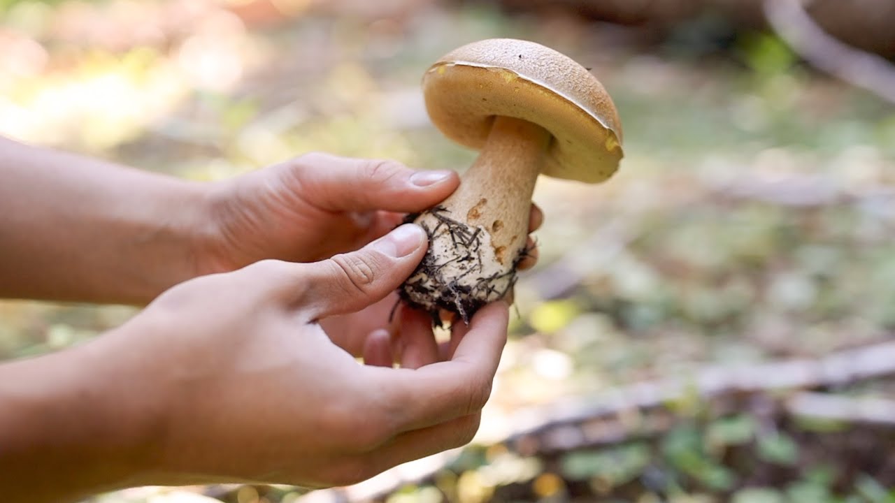HOW TO FIND KING BOLETES, LOBSTER MUSHROOMS, RED ASPEN BOLETES.