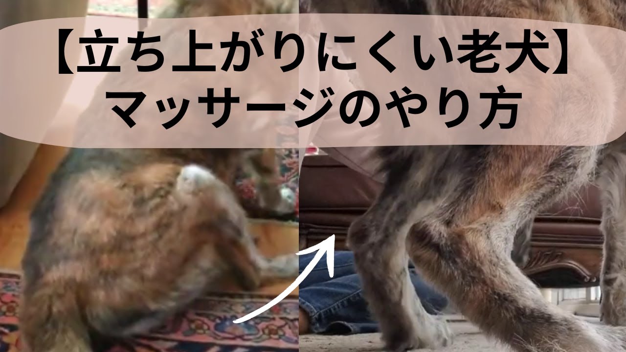 【立ち上がりにくい老犬】マッサージのやり方 Massage for Older Dogs that Have Difficulty Getting Up