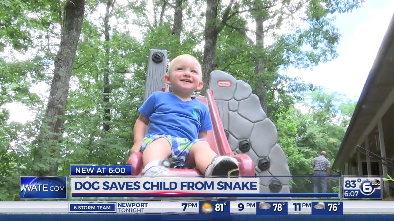 Dog saves child from snake bite