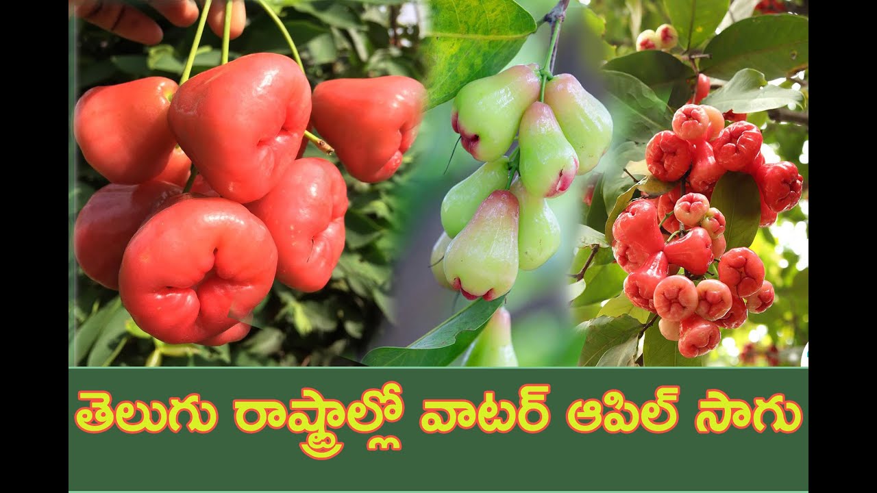 Water Apple Farming | Commercial Farming | AgriTech Telugu