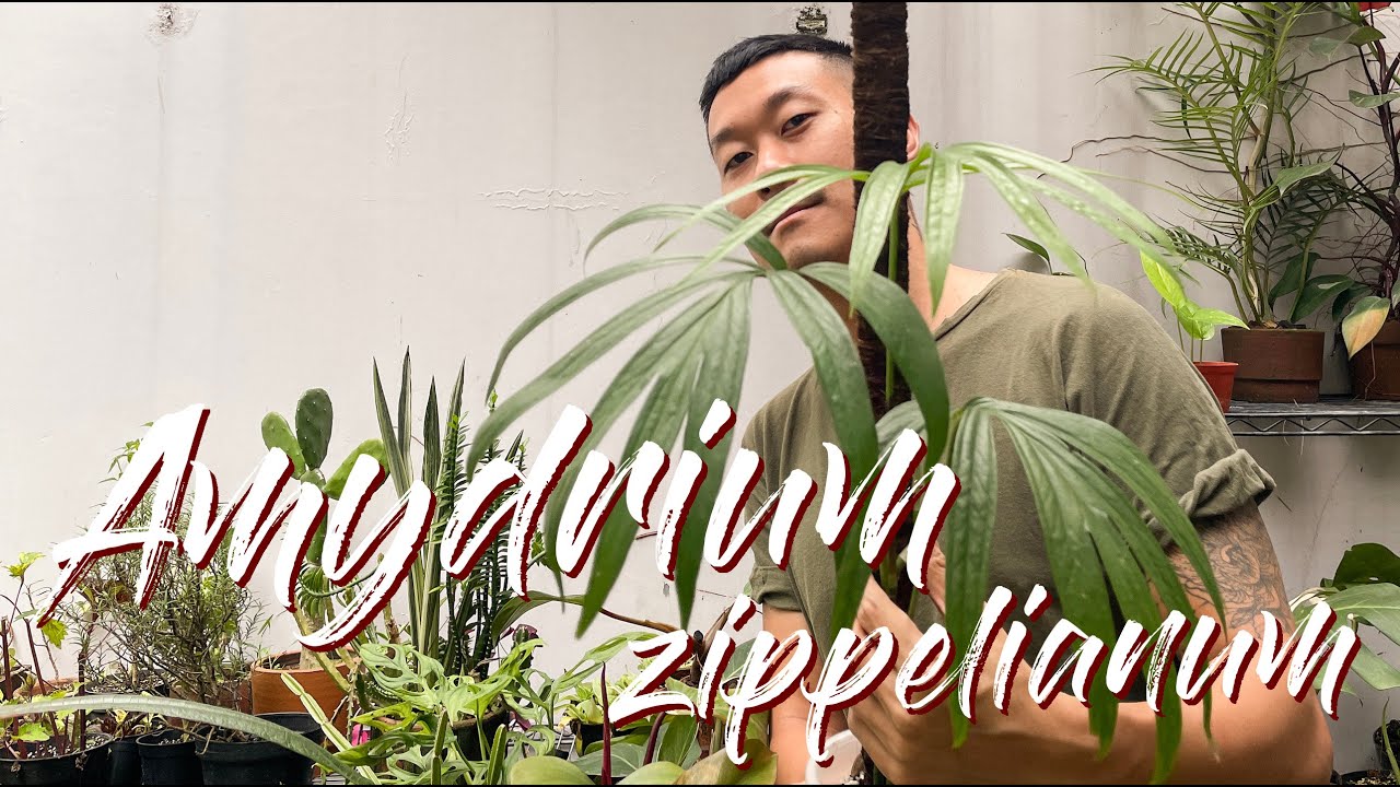 Amydrium zippelianum Care Tips and Propagation - WITH UPDATES!