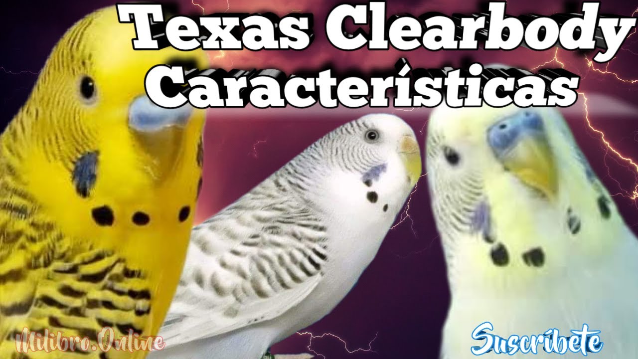 Texas ClearBody  🤔