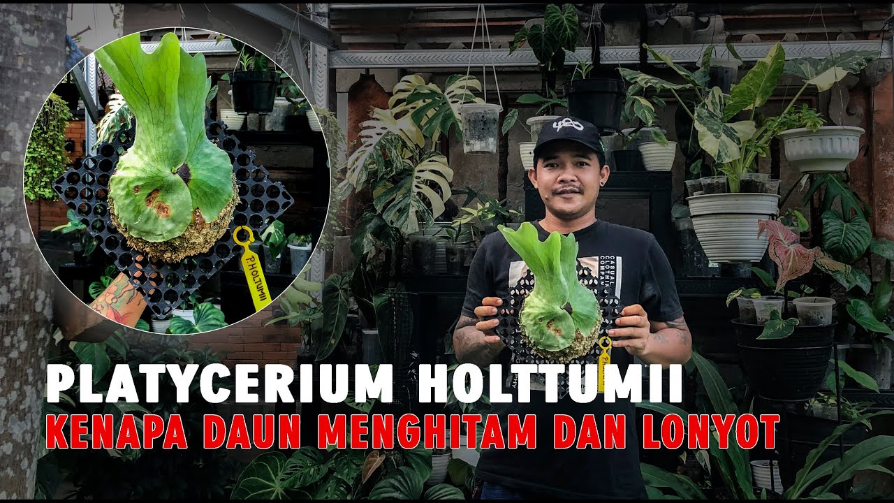 Platycerium Holttumii | Cara Mengatasi Platycerium Daun Menghitam dan Lonyot Paling Ampuh!!