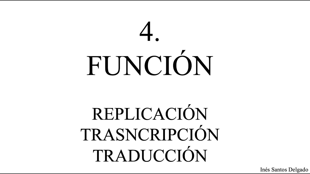 4.  Función (Replicación, transcripción y traducción)