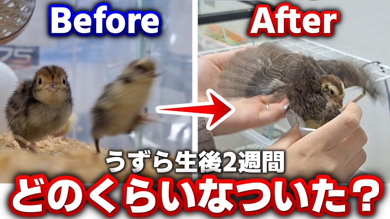 【成長記録】うずら産まれて2週間でこんなに懐きます