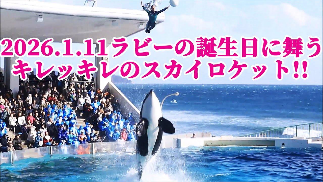 ラビー28歳誕生日のキレッキレパフォーマス!! 鴨川シーワールド シャチショー KamogawaSeaWorld  orca killerwhale