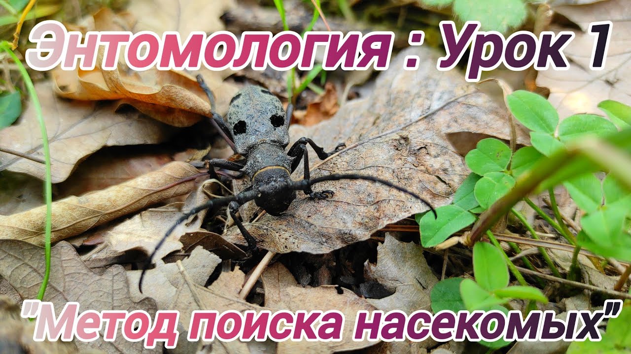 Энтомология: Урок 1 